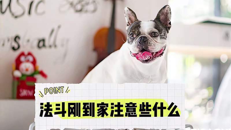 买法斗需要注意什么东西