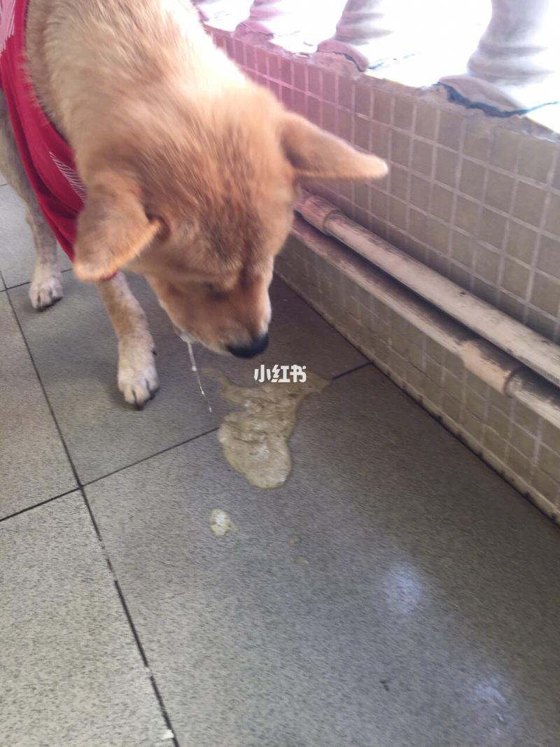 狗狗吐还吃东西怎么办