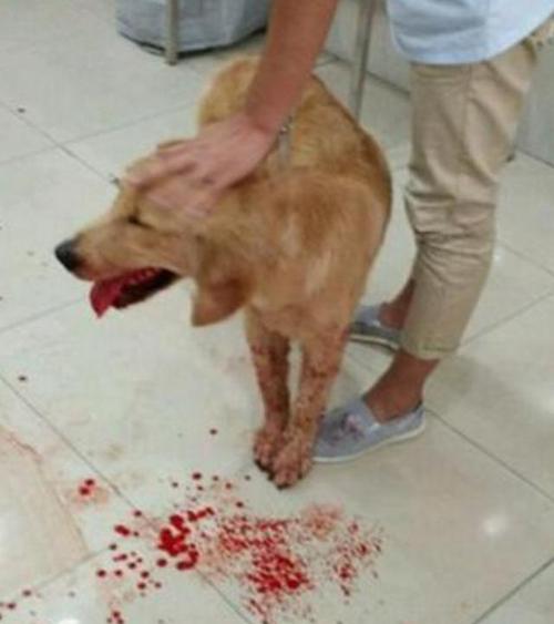 狗狗拉血呕吐不吃东西怎么办