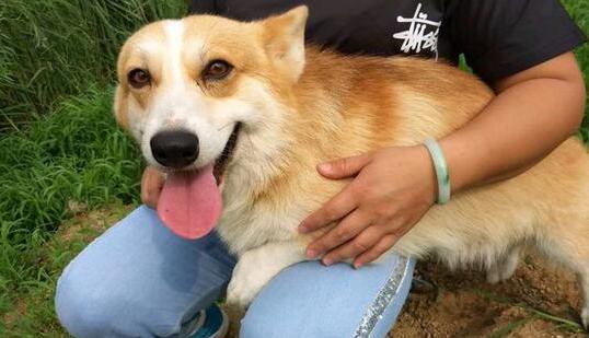 柯基犬训练手势