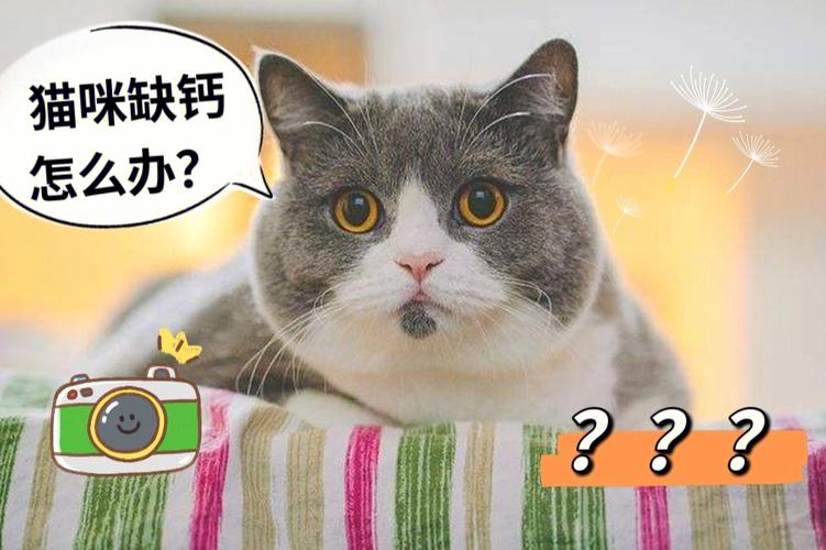 给小猫补钙的东西有什么作用