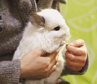 龙猫怀孕要吃什么东西怎么办