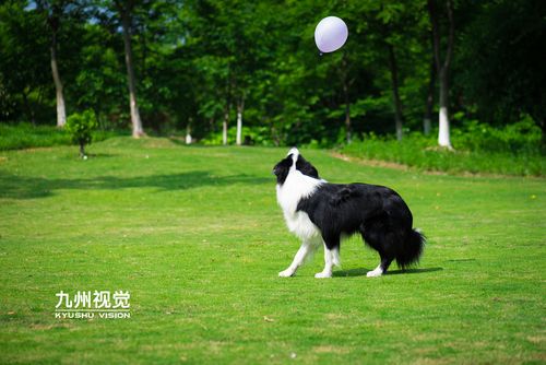 边牧对飞盘不感兴趣怎么训练