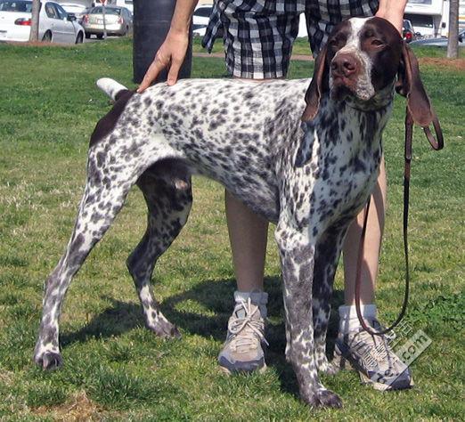 波音达犬多大训练指示