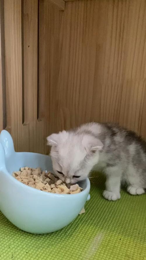怎么让小奶猫吃东西吗