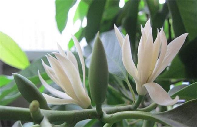 黄桷兰栽培技术和种植技巧