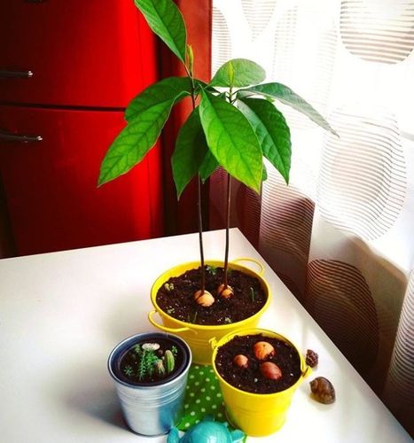 牛油果发芽后栽培技术