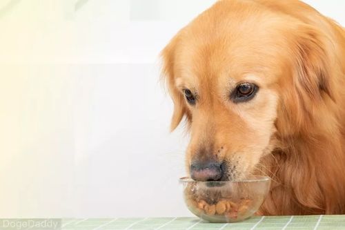 狗狗把吃的东西吐了怎么办