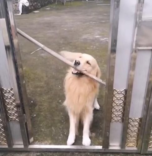 小狗卡到东西怎么办