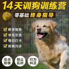 免费狗狗训练教程