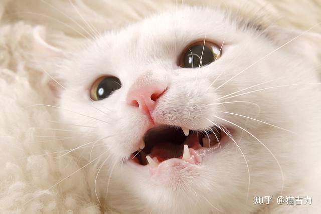 猫总用牙蹭东西怎么办