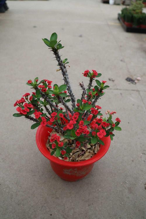 刺梅花的栽培养殖