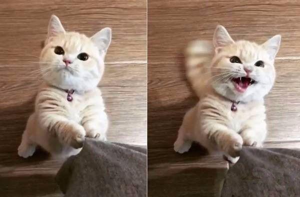 猫为什么老爱蹭东西