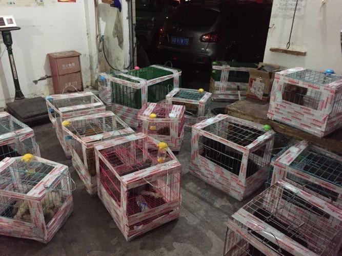 托运狗狗需要什么东西