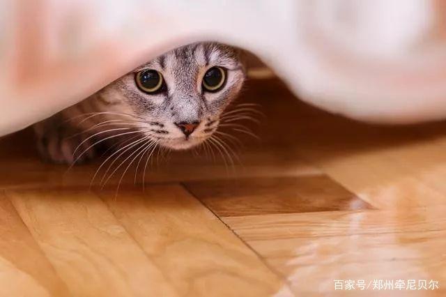 带猫出门要准备什么东西