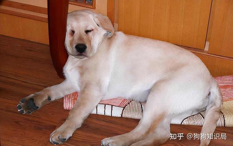 拉布拉多幼犬爱啃东西怎么办