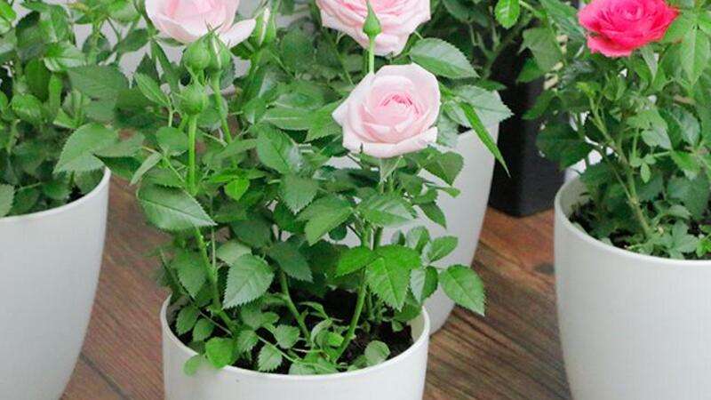 玫瑰花家庭养殖方法