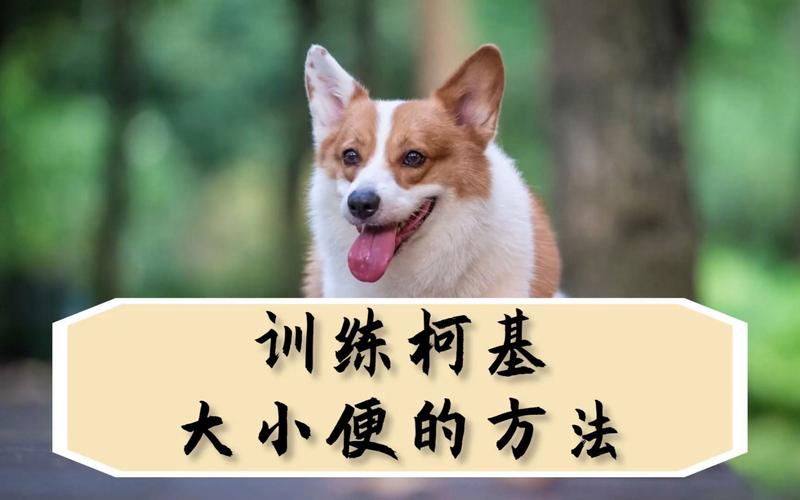 柯基 大小便训练