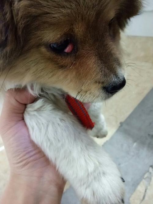 幼犬眼睛里有东西怎么办