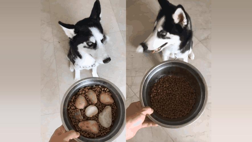 哈士奇换了狗粮不吃东西怎么办