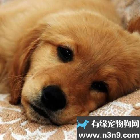 狗呕吐吃不下东西怎么办