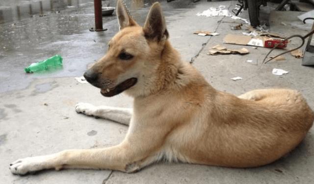 怎么训练土猎犬