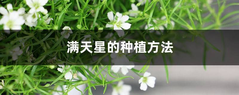 满天星花种植方法