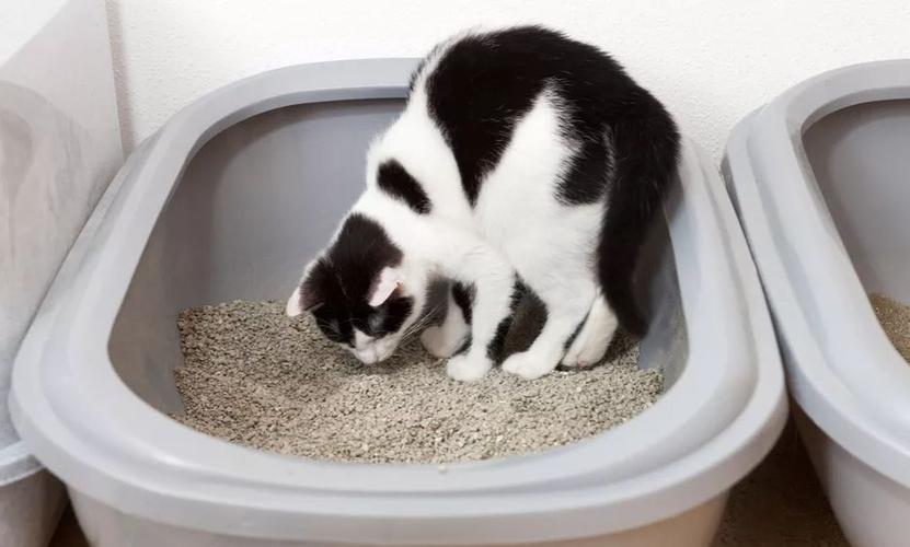 怎么训练猫在猫砂拉屎