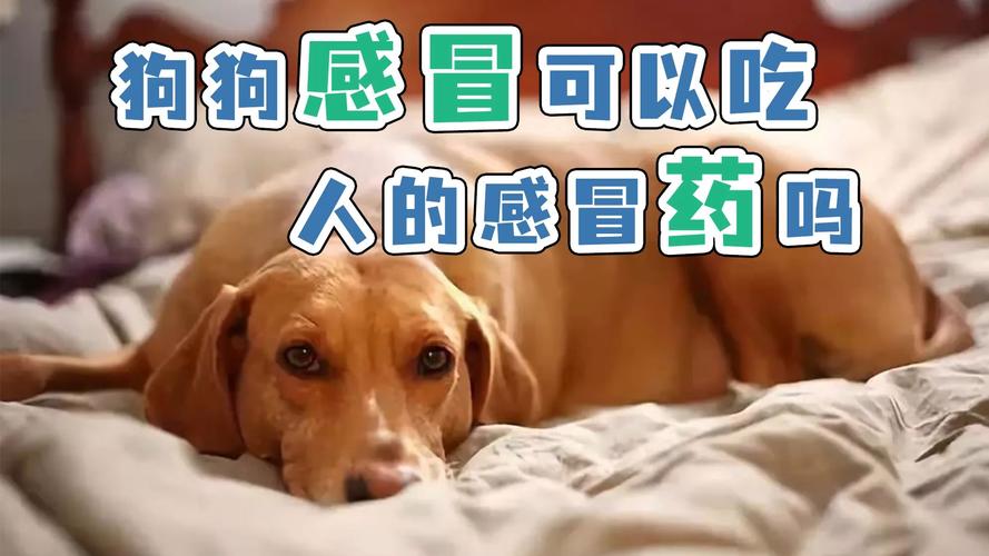 狗狗感冒了吃东西怎么办