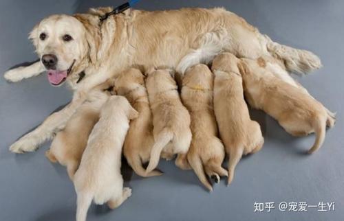 生产后的母狗不吃东西怎么办