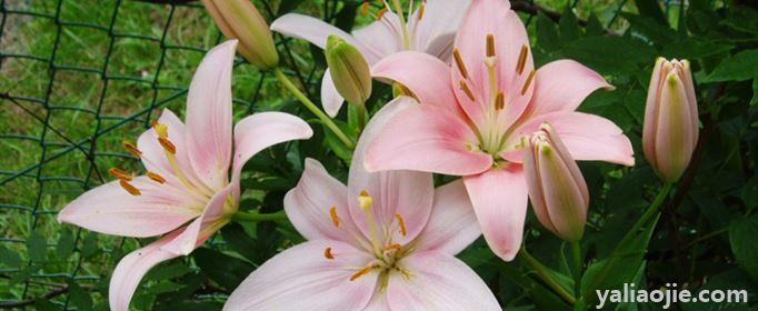 百合花的栽培方法和注意事项