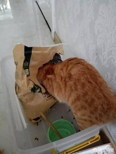 捡的猫咪不吃东西