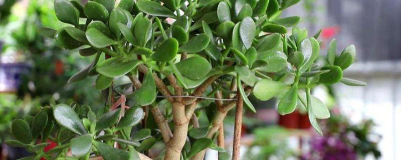 玉树多肉植物栽培方法