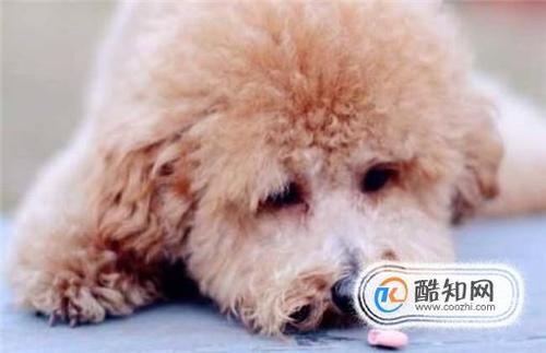 泰迪狗呕吐后不吃东西怎么办啊