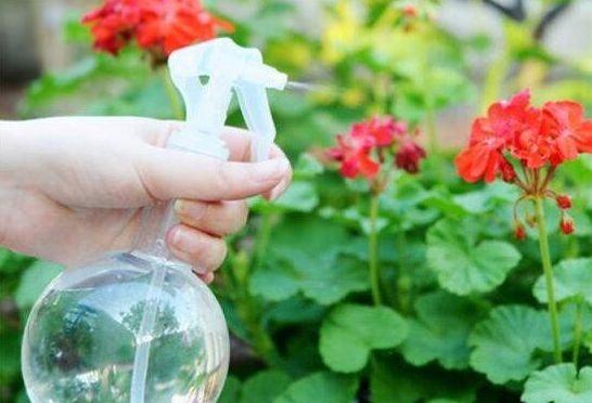 阿司匹林在园林花卉栽培中的作用