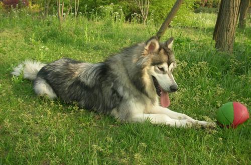 阿拉斯加犬不听话怎样训练