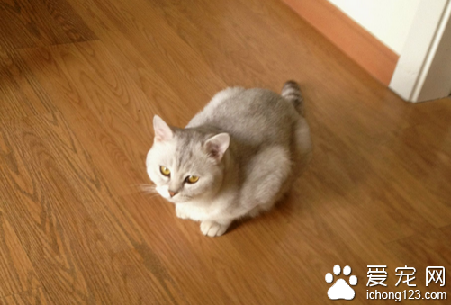 小猫会乱拉屎怎么训练