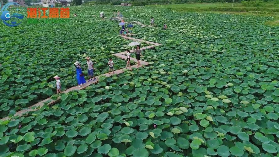 荷花栽培基地