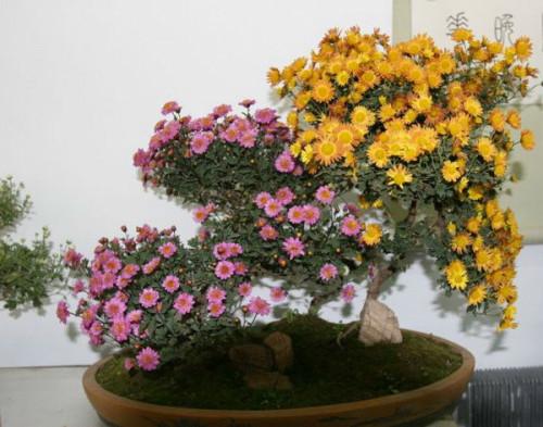 盆花栽培