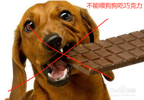 幼狗训练吃什么