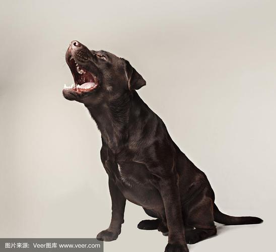 训练狗吠叫视频