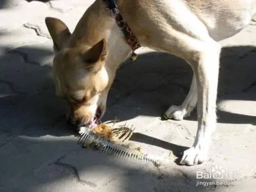 狗狗喉咙卡东西怎么取出