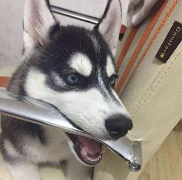 狗自己在家咬坏东西