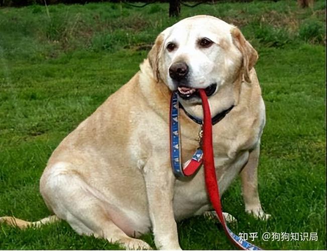 拉布拉多很喜欢咬东西怎么办