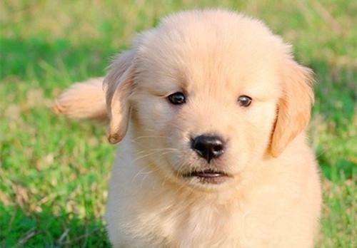 犬瘟热给狗吃什么东西怎么办