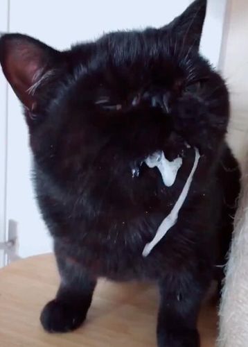 猫吃东西吐了