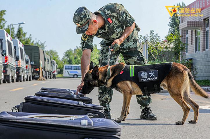 怎么来训练警犬