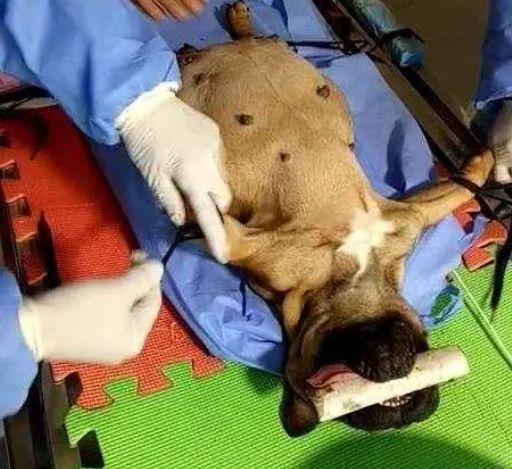狗剖腹产注意什么东西