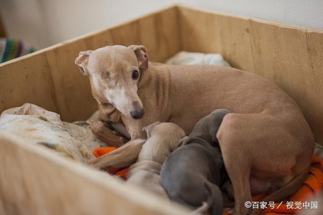 狗狗分娩要注意什么东西
