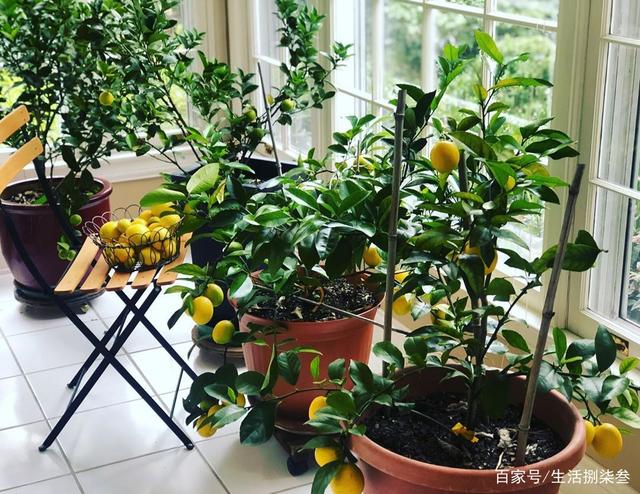 柠檬花的养殖方法